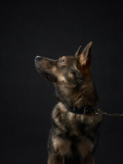 portrait of a beautiful dog black background. Mix of breeds. Pet in the studio