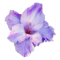 Beautiful purple gladiolus flower. PNG file on a transparent background. - obrazy, fototapety, plakaty