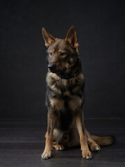 portrait of a beautiful dog black background. Mix of breeds. Pet in the studio