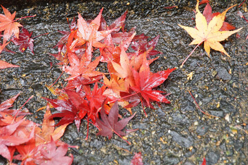 雨に濡れた道に落ちた紅葉