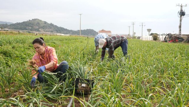 Focused young adult woman farmer working on young garlic field at vegetable farm, gathering fresh green produce. High quality 4k footage