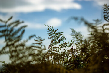 Fern leaf on the background of a blue sky. Contrasting ferns growing outdoors. Wild plants, leaves,...