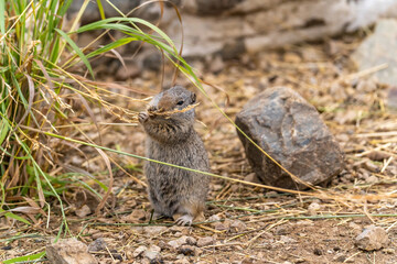 Uinta Ground Squirrel eating grass, Yellowstone National Park.