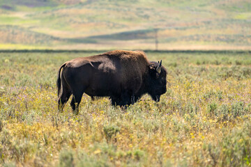 American bison grazing in a field in Yellowstone National Park.