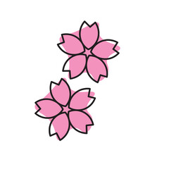 pink flower sakura isolated on white background