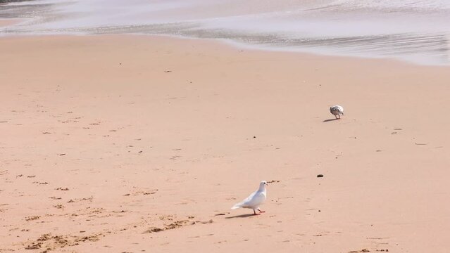 Wonderful view of two pigeon birds walking on the beach on a summer day.