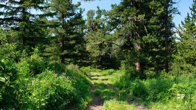 Video of path in Altai mountain forest. of Pinus sibirica сedar forest on the Seminsky mountain pass