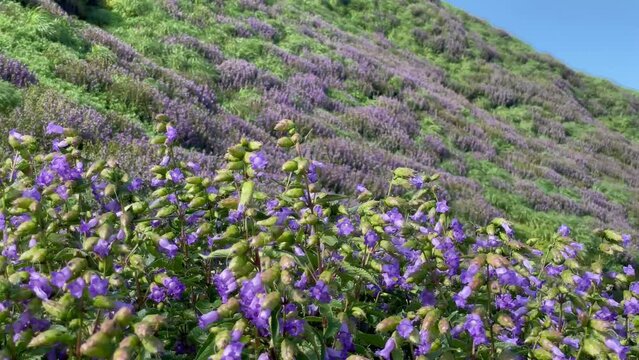 Wind Blowing On Karvi Flowers In Bloom On The Mountain In Western Ghats Of Maharastra, India. closeup