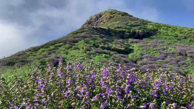 Karvy Flowers In Spring With Majestic Mountain In Background. Kalsubai Harishchandragad Wildlife Sanctuary In Maharashtra, India. wide