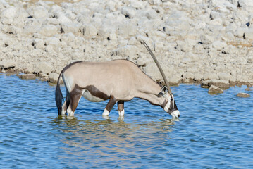 Wild oryx antelope in the African savannah