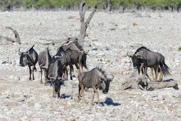 Wild gnu antelope in in African national park