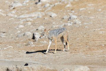 Wild jackal on waterhole in the African savanna