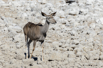 Wild kudu antelopes in the African savanna