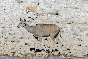 Wild kudu antelopes in the African savanna