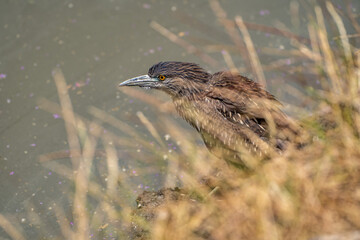 Black-crowned night heron (Nycticorax nycticorax) stands on the shore of a lake.