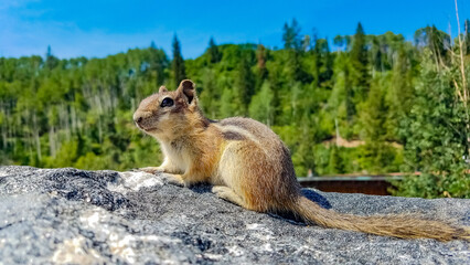 Friendly Chipmunk
