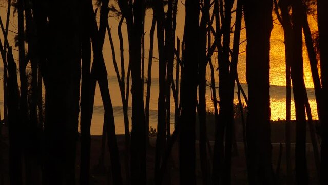 waves crashing on a sea beach in digha west bengal during dusk or dawn. water sparkling in golden rays of th sun, video taken through casuarina trees.
