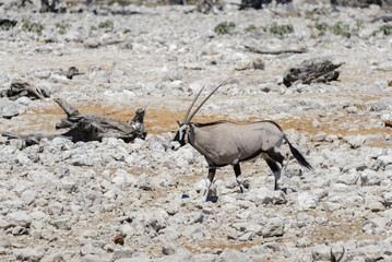 Wild oryx antelope in the African savannah