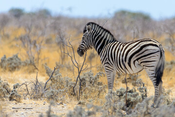 Wild zebra walking in the African savanna close up