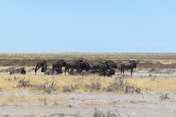 Wild gnu antelopes in the African savanna