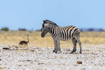 Fototapeta na wymiar Wild zebra mother with cub walking in the African savanna