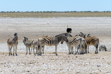 Obraz na płótnie Canvas Wild zebras walking in the African savanna