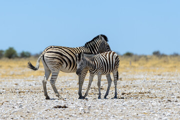 Fototapeta na wymiar Wild zebra mother feeding her cub in the African savanna