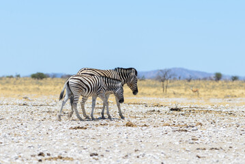 Obraz na płótnie Canvas Wild zebra mother with cub walking in the African savanna