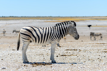 Fototapeta na wymiar Wild zebra walking in the African savanna close up