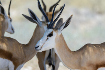 Wild springbok antelope portrait in the African savanna close up