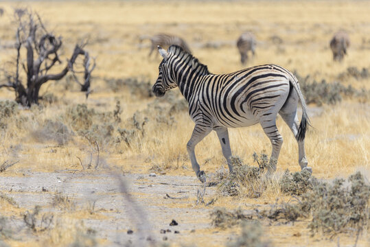 Wild zebras walking in the African savanna