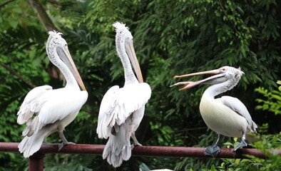 Pelican - Pelican Cove - Jurong Bird Park