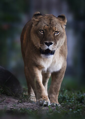 Fototapeta na wymiar A lioness portrait looking toward the camera