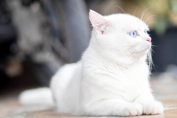 closeup of face white cat and blue eye