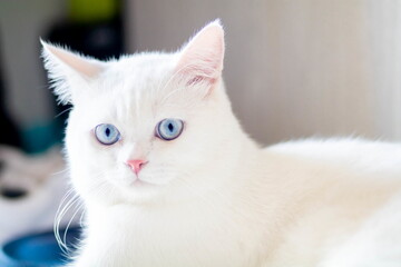 closeup of face white cat and blue eye