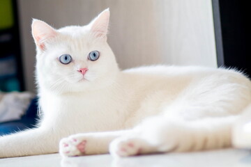 closeup of face white cat and blue eye