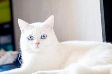 closeup of face white cat and blue eye