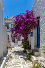 Obraz na płótnie Canvas Traditional Cycladitic alley with a narrow street, whitewashed houses and a blooming bougainvillea in lefkes village, Paros island, Greece.
