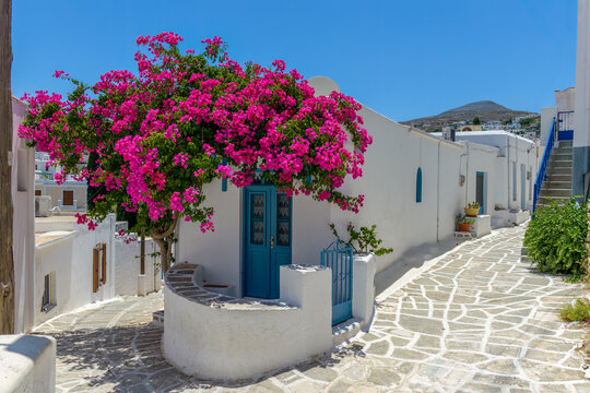Traditional Cycladitic alley with a narrow street, whitewashed houses and a blooming bougainvillea in lefkes village, Paros island, Greece.