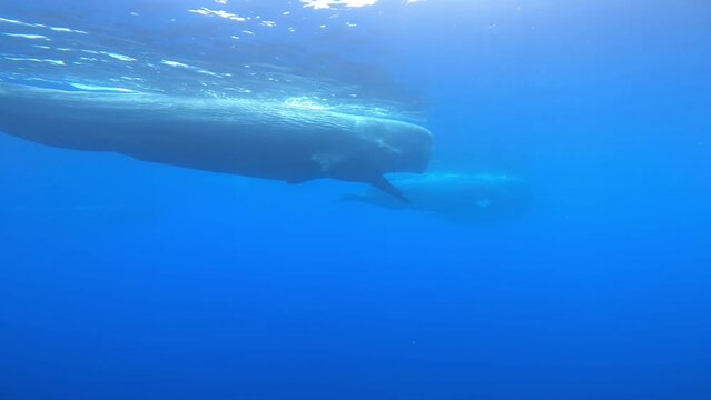 Sperm Whales swimming at the water surface, 2022
Beautiful underwater view of Sperm Whales from Sri Lanka, 2022
