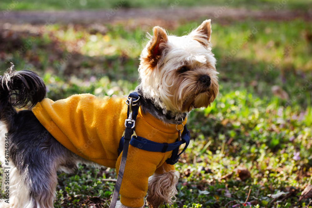 Wall mural Funny cute little Yorkshire Terrier dog on a leash is standing in a green meadow on spring sunny day. A brown interested puppy, doggy in a yellow sweatshirt on a walk outdoors. Domestic animal in park