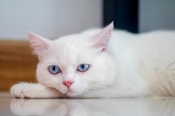 closeup of face white cat and blue eye © Art Noppawat