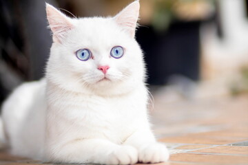 closeup of face white cat and blue eye