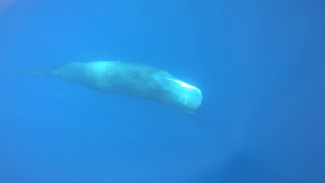 Sperm Whale diving in deep water, Sri Lanka
Beautiful underwater view of Sperm Whales from Sri Lanka, 2022
