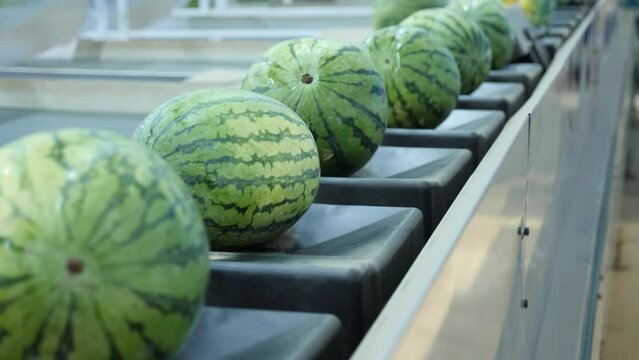 Abundance of watermelons on conveyer belt line in row. Fruit crop in agricultural facility.