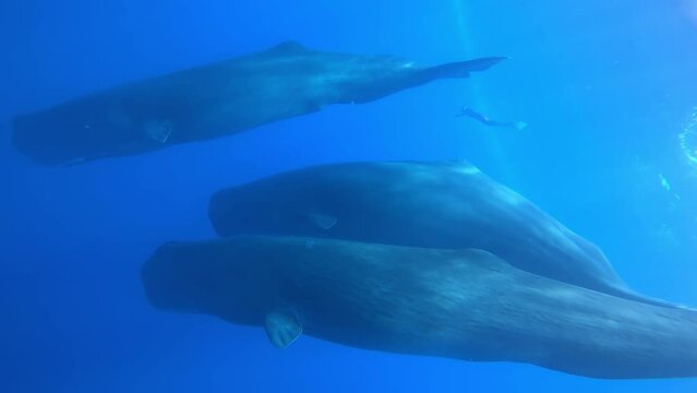 Sperm Whales and diver underwater, Sri Lanka
Beautiful underwater view of Sperm Whales from Sri Lanka, 2022

