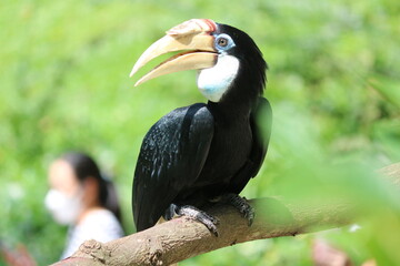 Hornbill - Hornbills  - Jurong Bird Park - Hornbill in Singapore