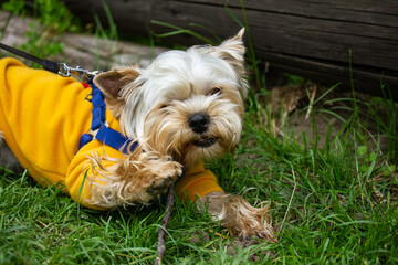 A small Yorkshire Terrier dog in a warm yellow coat is lying on the green grass chewing on a stick. A cute little funny funny pet dog. A walk with a pet in nature. Little puppy has fun outdoors.