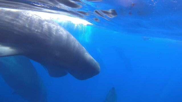 Sperm Whale group at sea level, Sri Lanka, 2022
Beautiful underwater view of Sperm Whales from Sri Lanka, 2022
