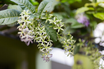 The flowers hanging from the trees are small